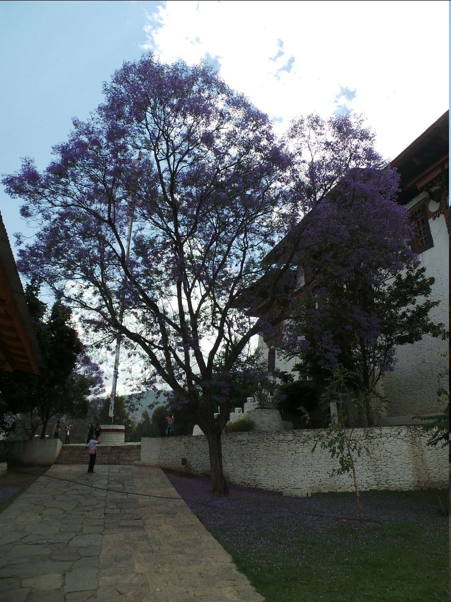 Punakha Dzong39